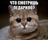 что смотришь педарило? 