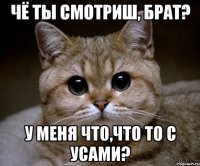 Чё ты смотриш, брат? У меня что,что то с усами?