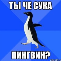 Ты че сука ПИНГВИН?