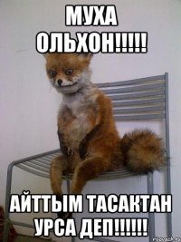 Муха Ольхон!!!!! Айттым тасактан урса деп!!!!!!