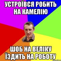 устроївся робить на камелію шоб на веліку їздить на роботу