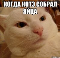 когда котэ собрал яйца 