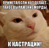 примета!если кот делает такое выражение морды к кастрации!