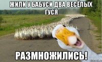 жили у бабуси два весёлых гуся РАЗМНОЖИЛИСЬ!