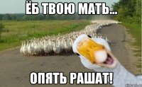 ёб твою мать... опять рашат!