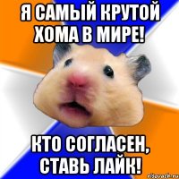 Я самый крутой Хома в мире! Кто согласен, ставь лайк!