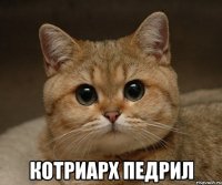  Котриарх педрил