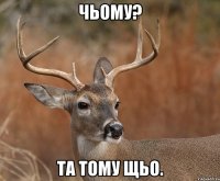 чьому? Та тому щьо.