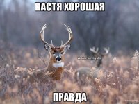 Настя хорошая Правда