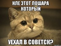 Нле этот лошара который уехал в Советск?