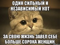 Один сильный и независимый кот за свою жизнь завел себе больше сорока женщин.