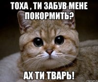 тоха , ти забув мене покормить? Ах ти тварь!