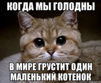 Когда мы голодны в мире грустит один маленький котенок