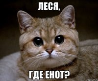 Леся, где енот?