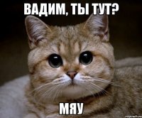 вадим, ты тут? мяу