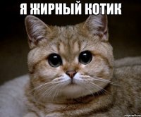 Я жирный котик 