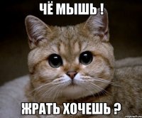 Чё Мышь ! Жрать хочешь ?