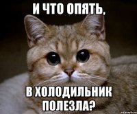 и что опять, в холодильник полезла?