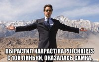  Вырастил Harpactira Pulchripes с 1ой линьки, оказалась самка.