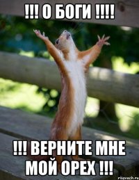 !!! О БОГИ !!!! !!! ВЕРНИТЕ МНЕ МОЙ ОРЕХ !!!