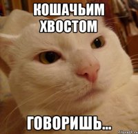 Кошачьим хвостом Говоришь...