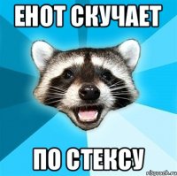 Енот скучает по Стексу