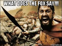 what does the fox say!!! 