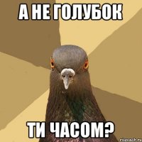 а не голубок ти часом?