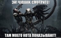 Эй! Чуваки, смотрите! Там моего кота показывают!