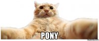  pony