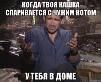 когда твоя кашка спаривается с чужим котом у тебя в доме