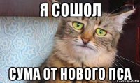 я сошол сума от нового пса