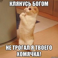 клянусь богом не трогал я твоего хомячка!