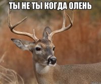 Ты не ты когда олень 