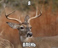 я олень