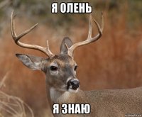 я олень я знаю