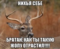 нихья себе братан, как ты такую жопу отрастил!!!!