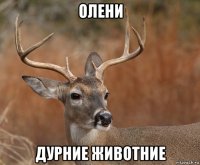 олени дурние животние