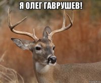 я олег гаврушев! 