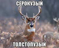 серокузый толстопузый