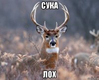 сука лох