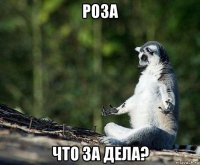 роза что за дела?