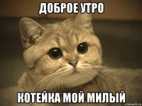 доброе утро котейка мой милый