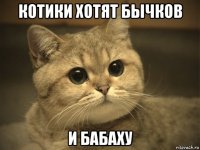 котики хотят бычков и бабаху