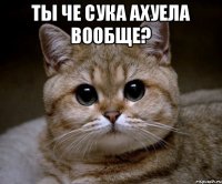 Ты че сука ахуела вообще? 