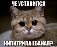 Че уставился Кипитрила ебаная?