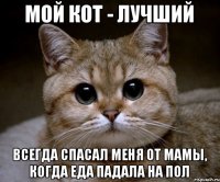 Мой кот - лучший Всегда спасал меня от мамы, когда еда падала на пол