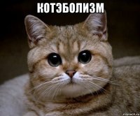 котэболизм 