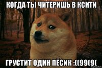 когда ты читеришь в ксити грустит один пёсик :((99(9(