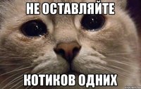 Не оставляйте котиков одних